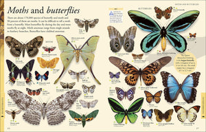 Animals: A Visual Encyclopedia (Second Edition) (Dk Children'S Visual Encyclopedias),Used