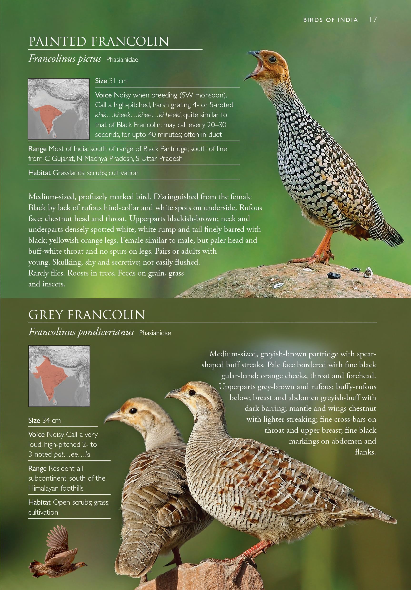 Birds Of India - A Pictorial Field Guide