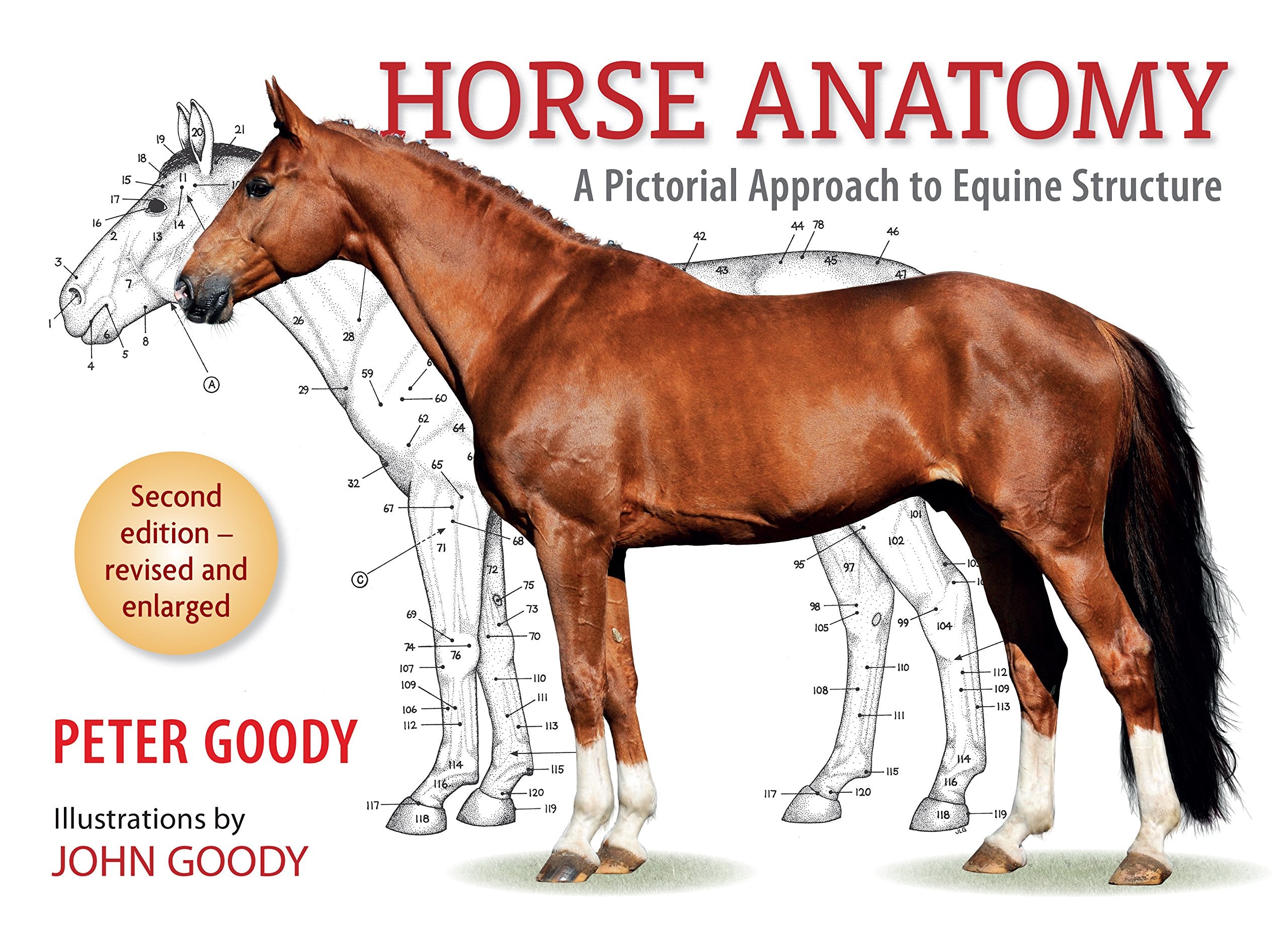 JA Allen Horse Anatomy Book: Pictorial Approach to Equine Structure, Illustrations