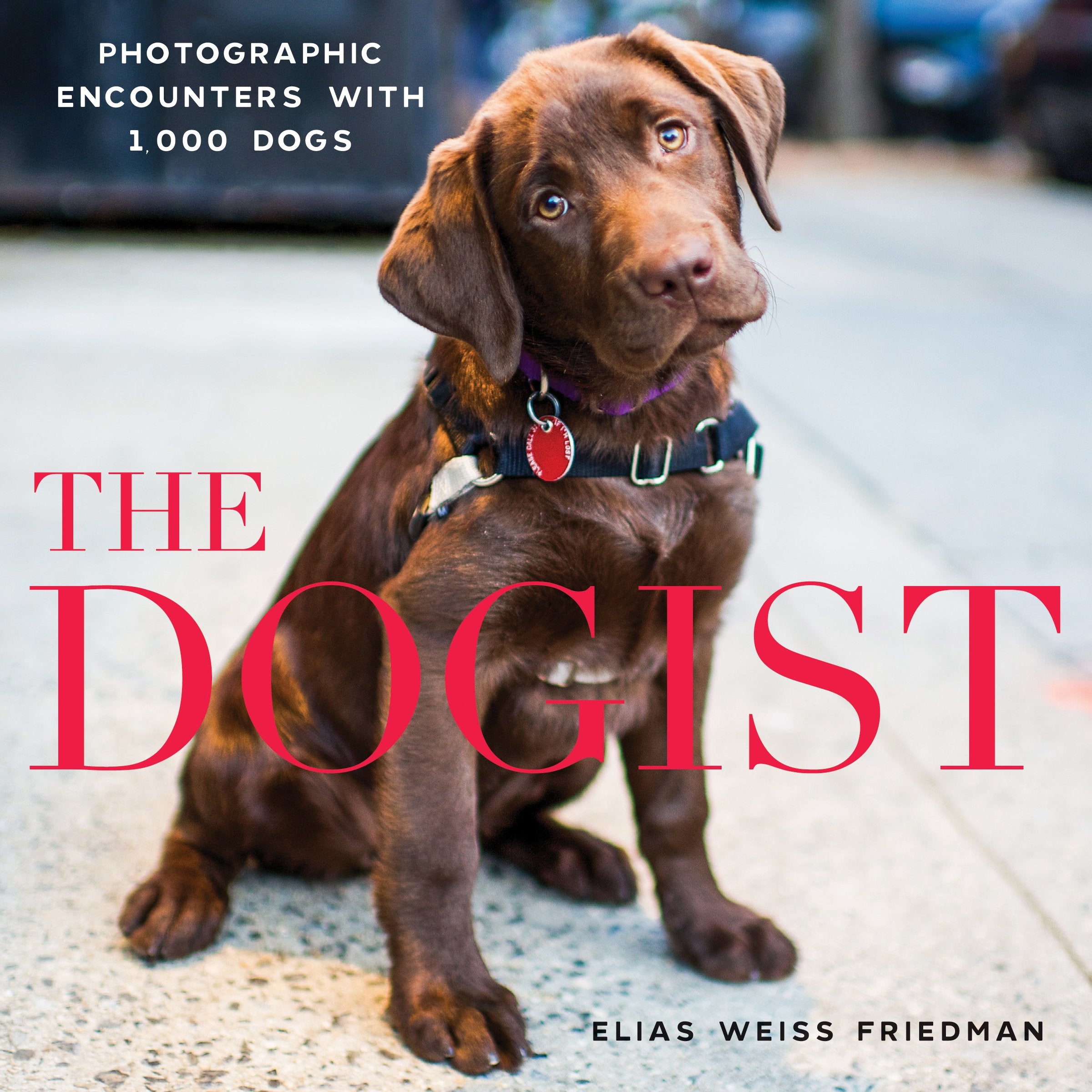 The Dogist: Photographic Encounters With 1,000 Dogs