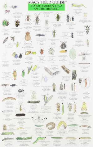 Mac'S Field Guides: Midwest Garden Bugs,New
