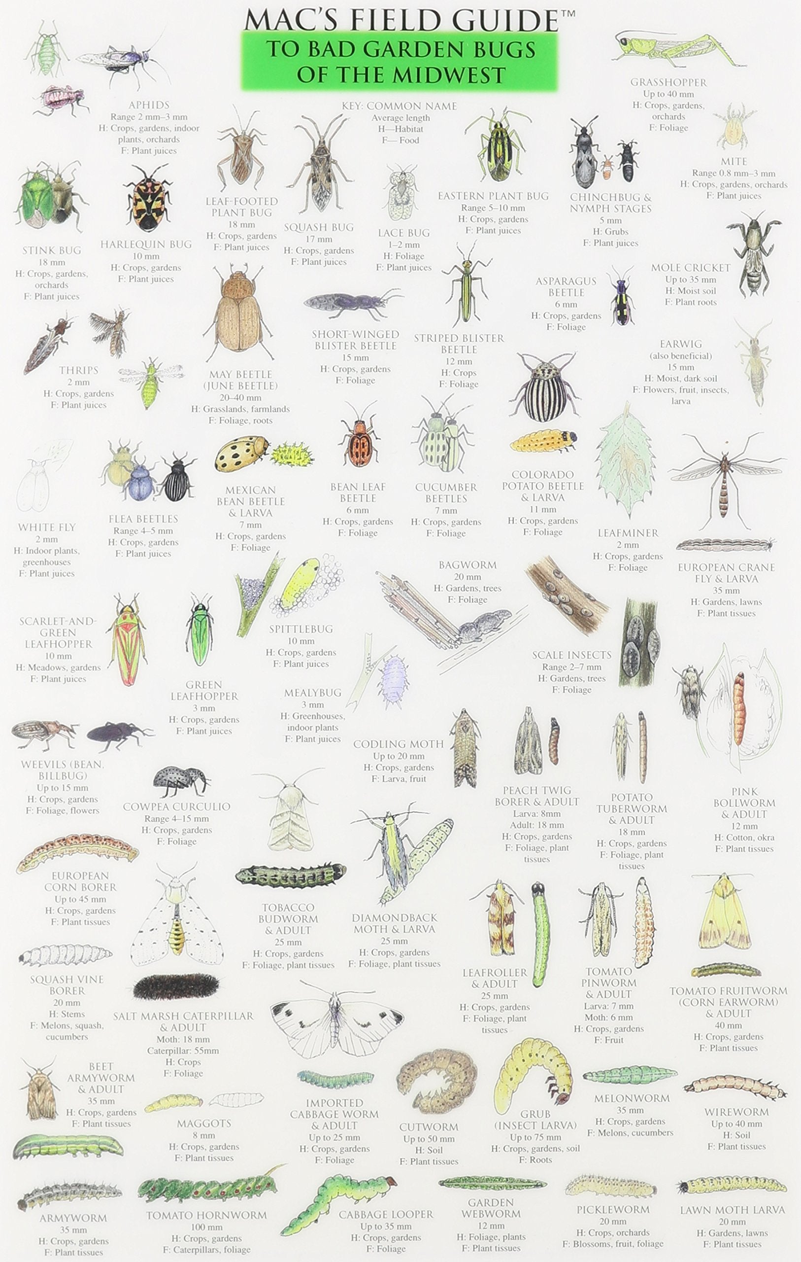 Mac's Field Guides: Midwest Garden Bugs,Used