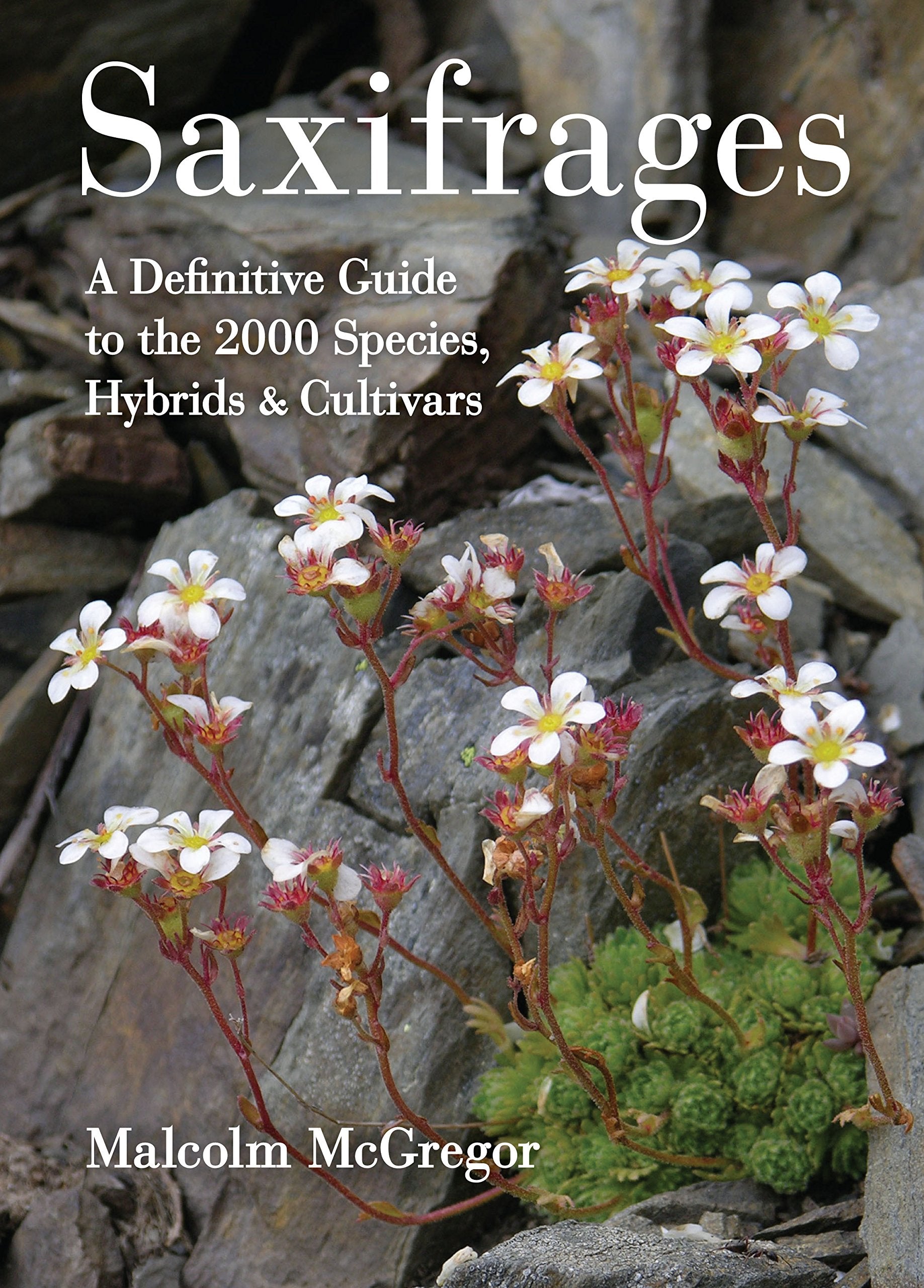 Saxifrages: The Definitive Guide To 2000 Species, Hybrids & Cultivars