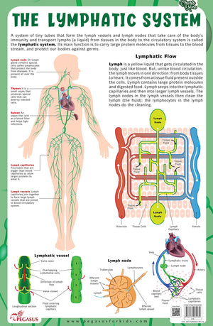 The Lymphatic System - Thick Laminated Chart