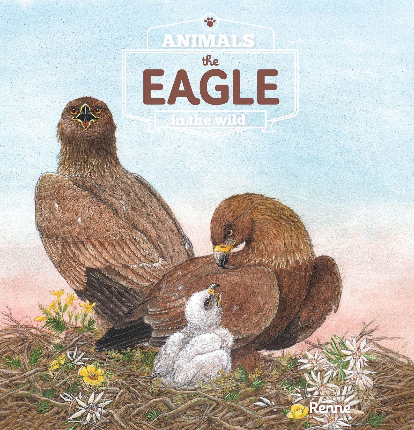 The Eagle. Animals in the Wild,Used