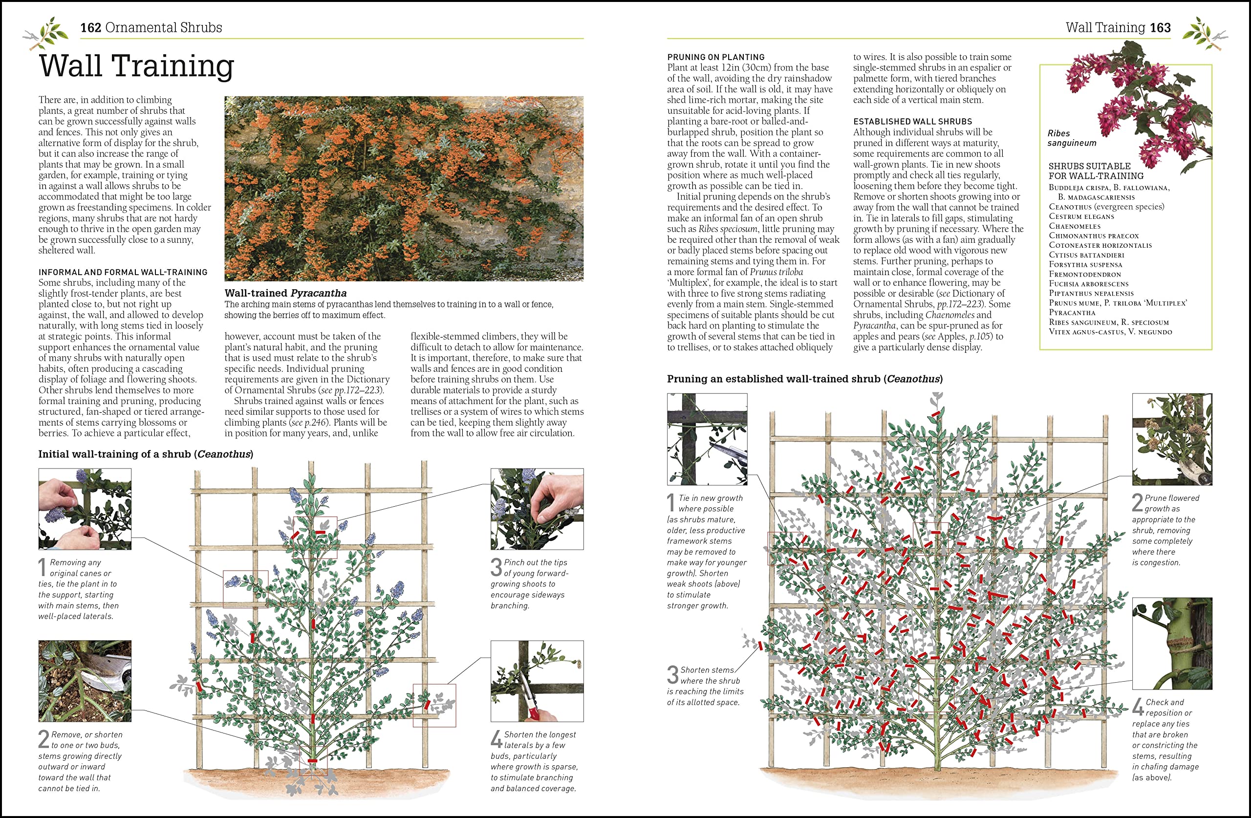 Pruning and Training, Revised New Edition: What, When, and How to Prune,Used