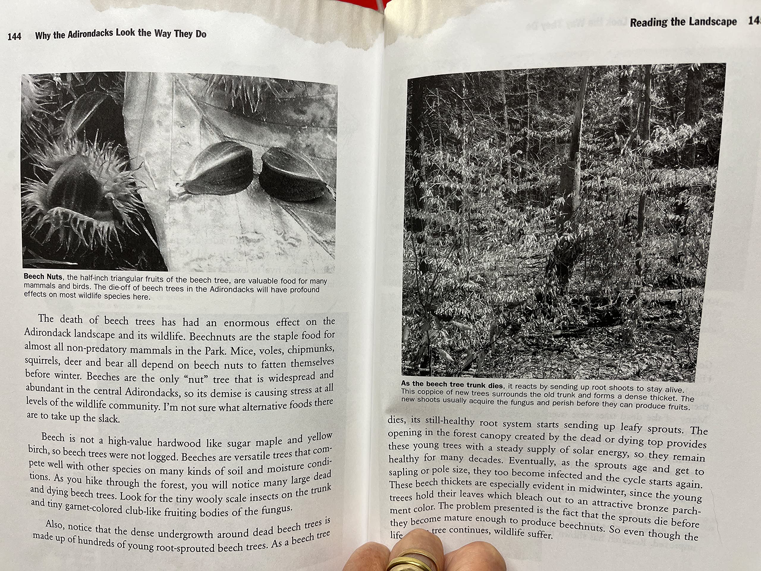 Why the Adirondacks Look the Way They Do: A Natural History,Used