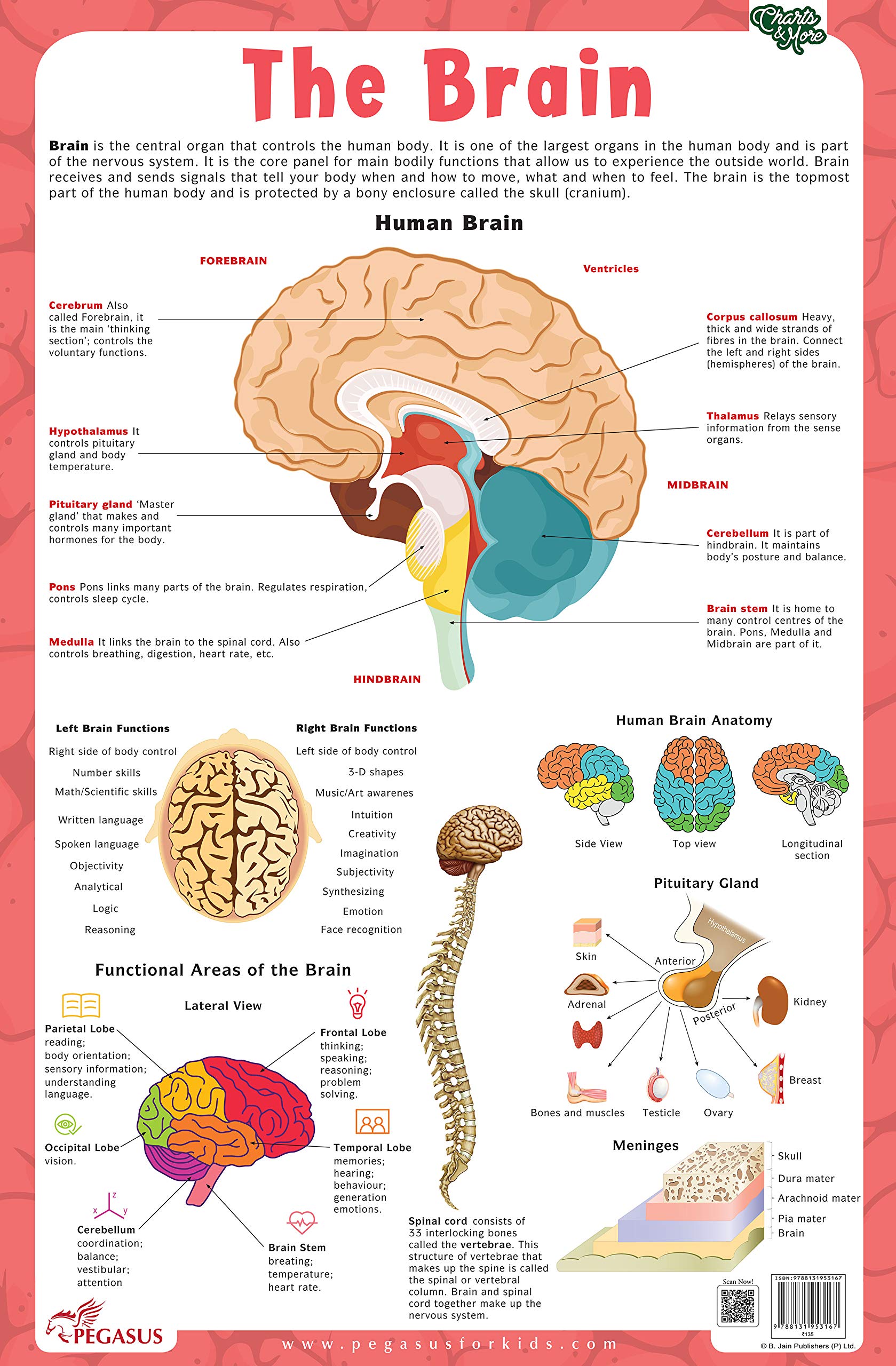 Brain - Thick Laminated Primary Chart