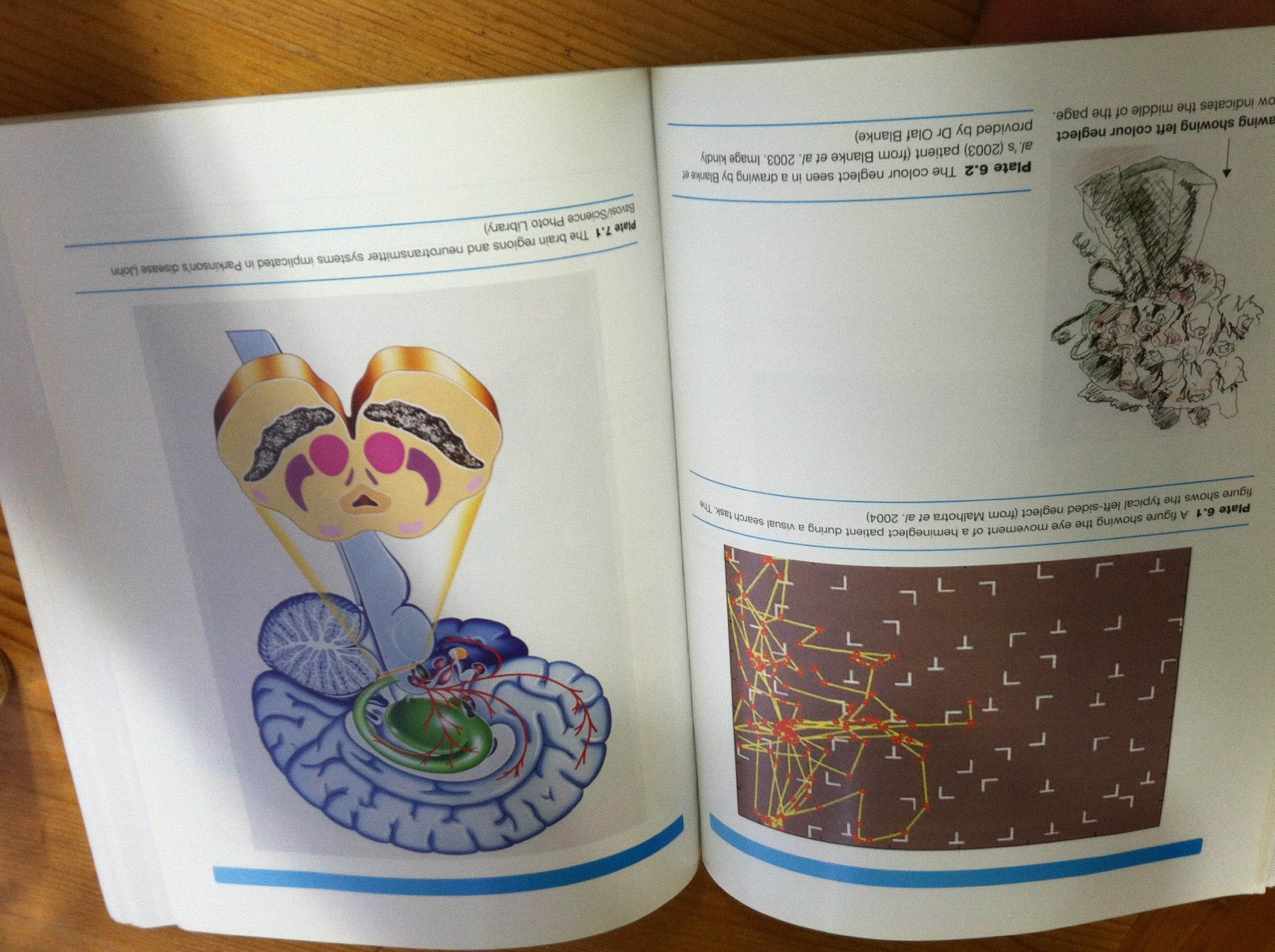 Human Neuropsychology (2nd Edition),Used