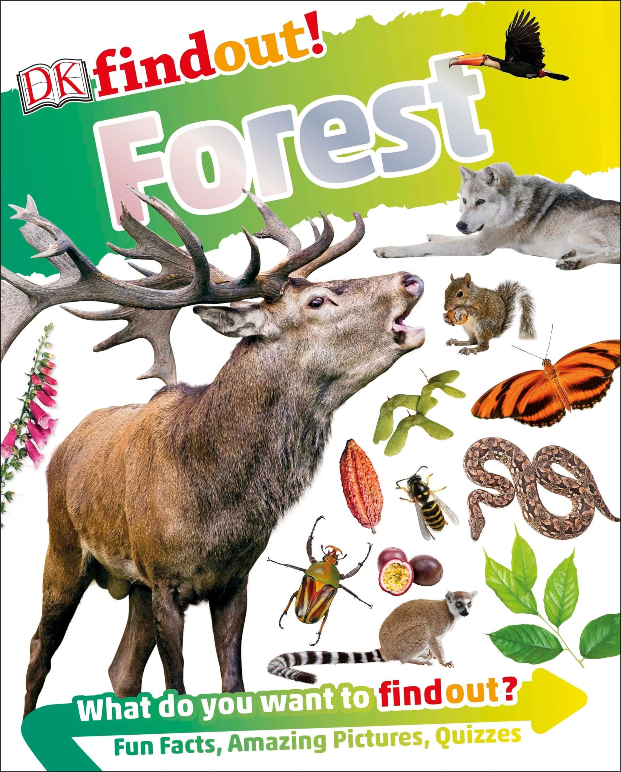 DKfindout! Forest,Used
