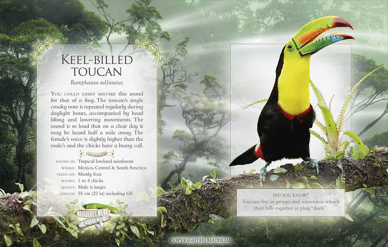 Little Book Of Rainforest Animal Sounds