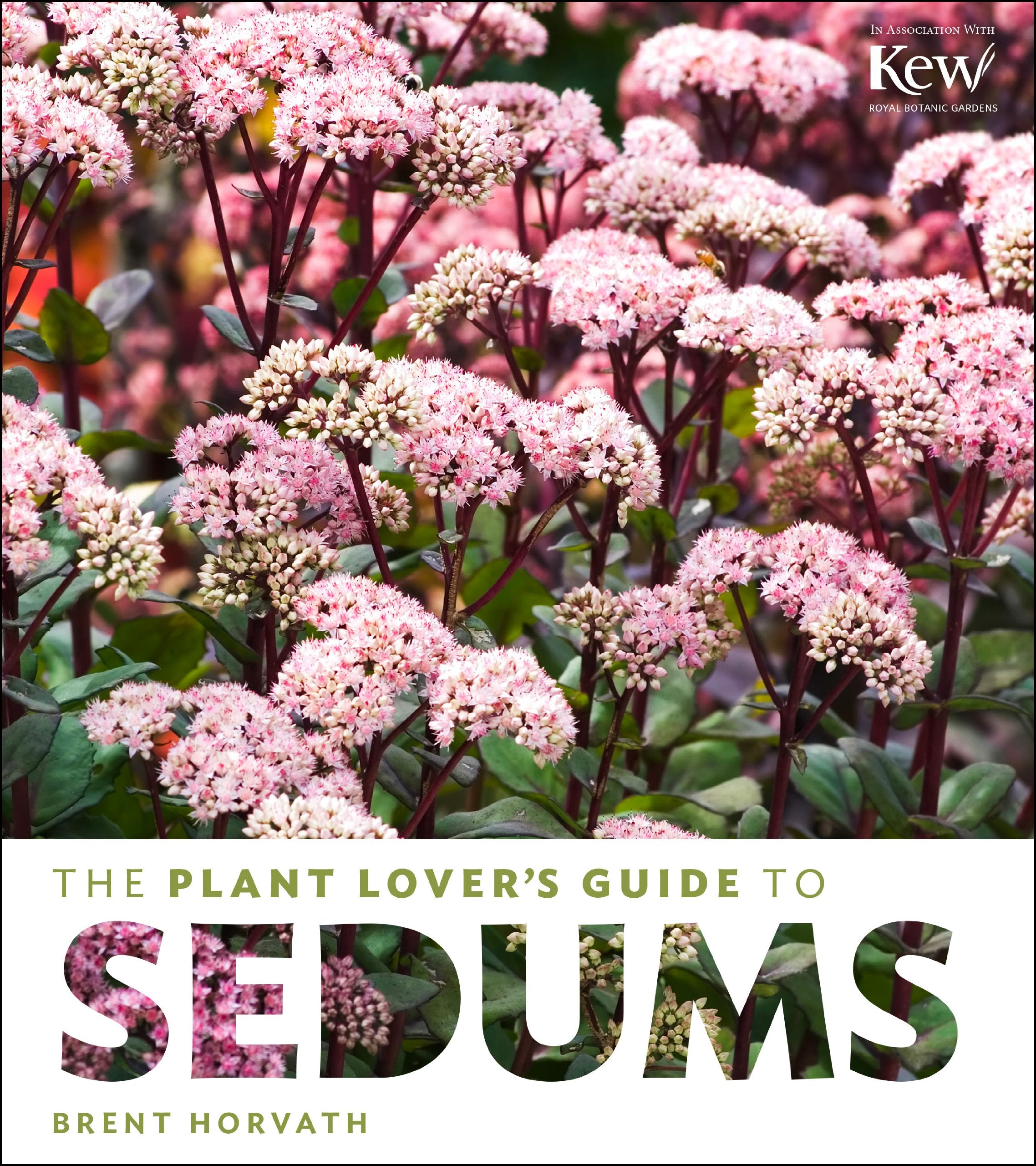 The Plant Lover'S Guide To Sedums (The Plant Lovers Guides)