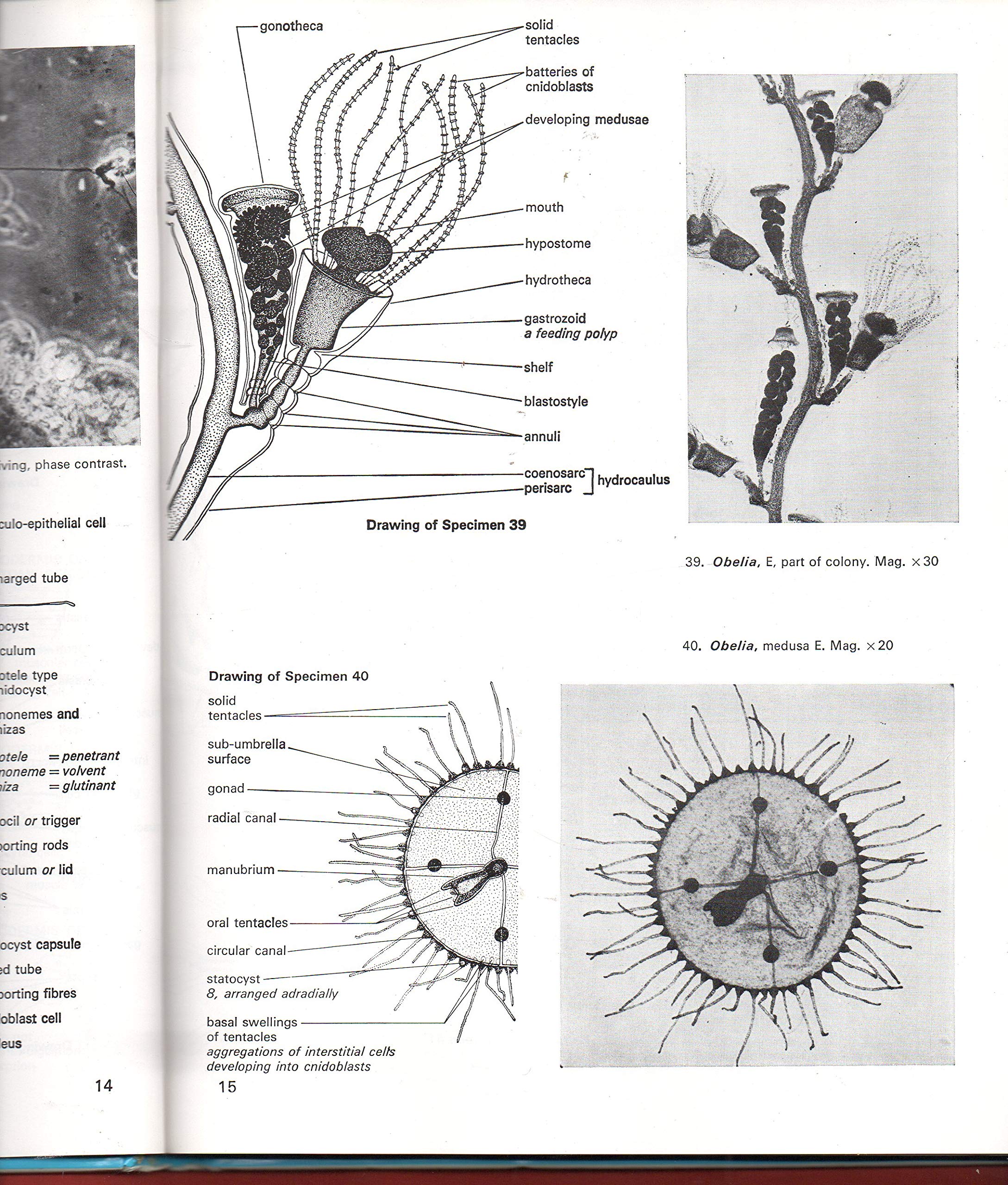 ATLAS INVERTEBRATE STRUCTURE,Used