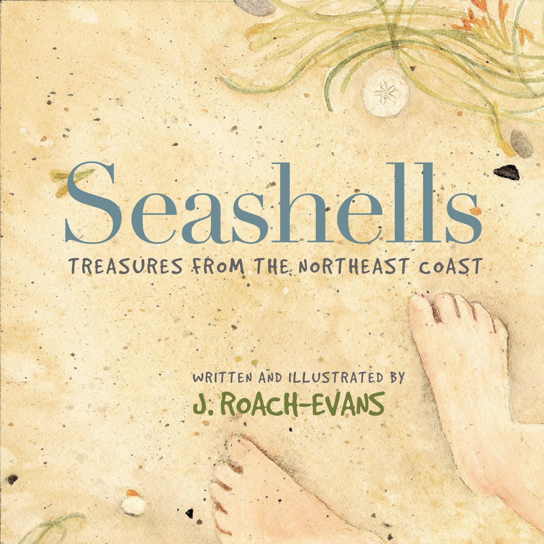 Seashells: Treasures From The Northeast Coast,Used