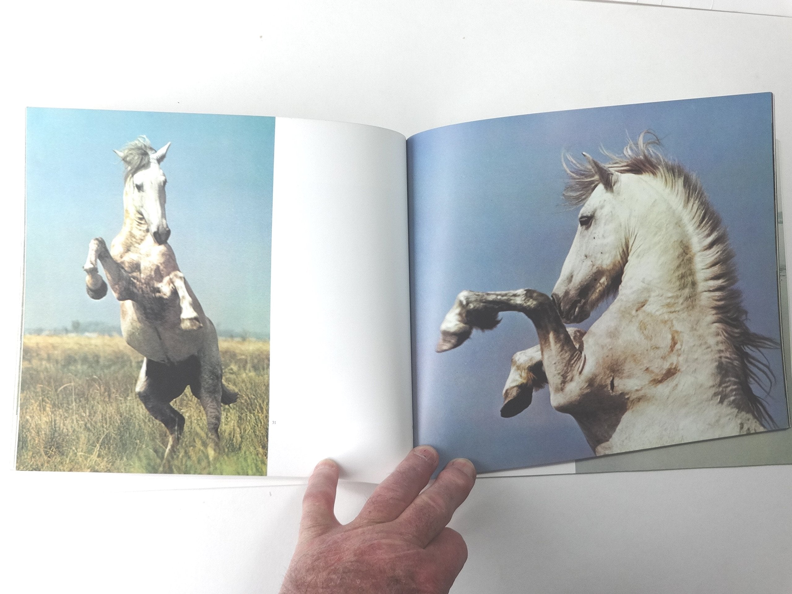 Horses of the Camargue,New