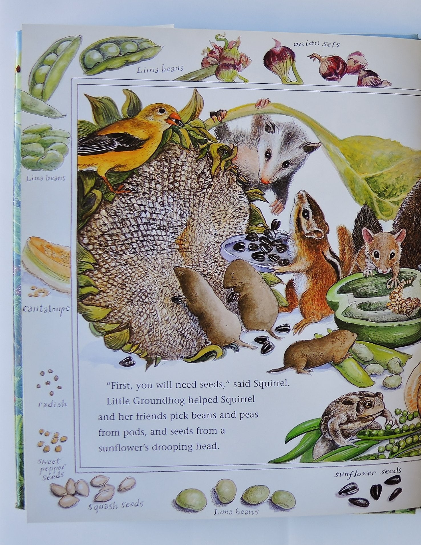 How Groundhog s Garden Grew