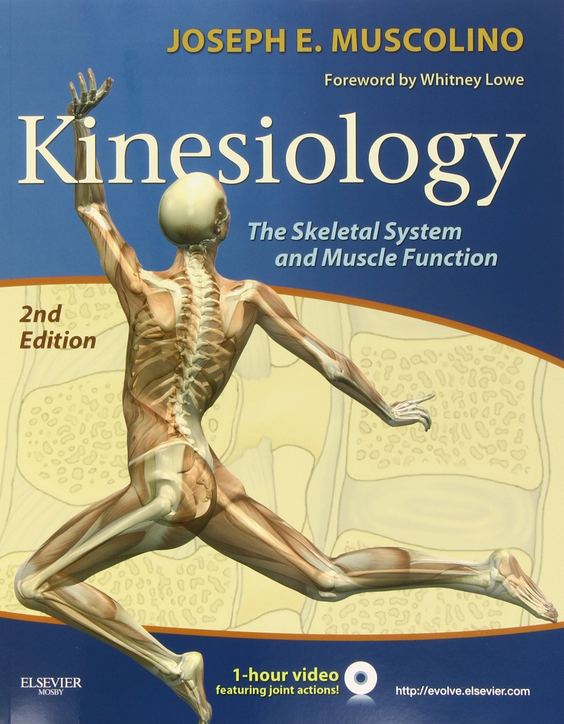 Kinesiology: The Skeletal System and Muscle Function,Used