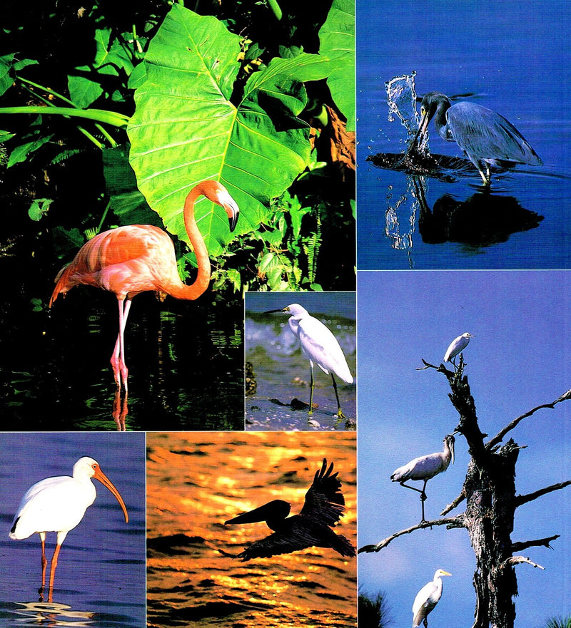Florida's Fabulous Waterbirds: Their Stories,Used