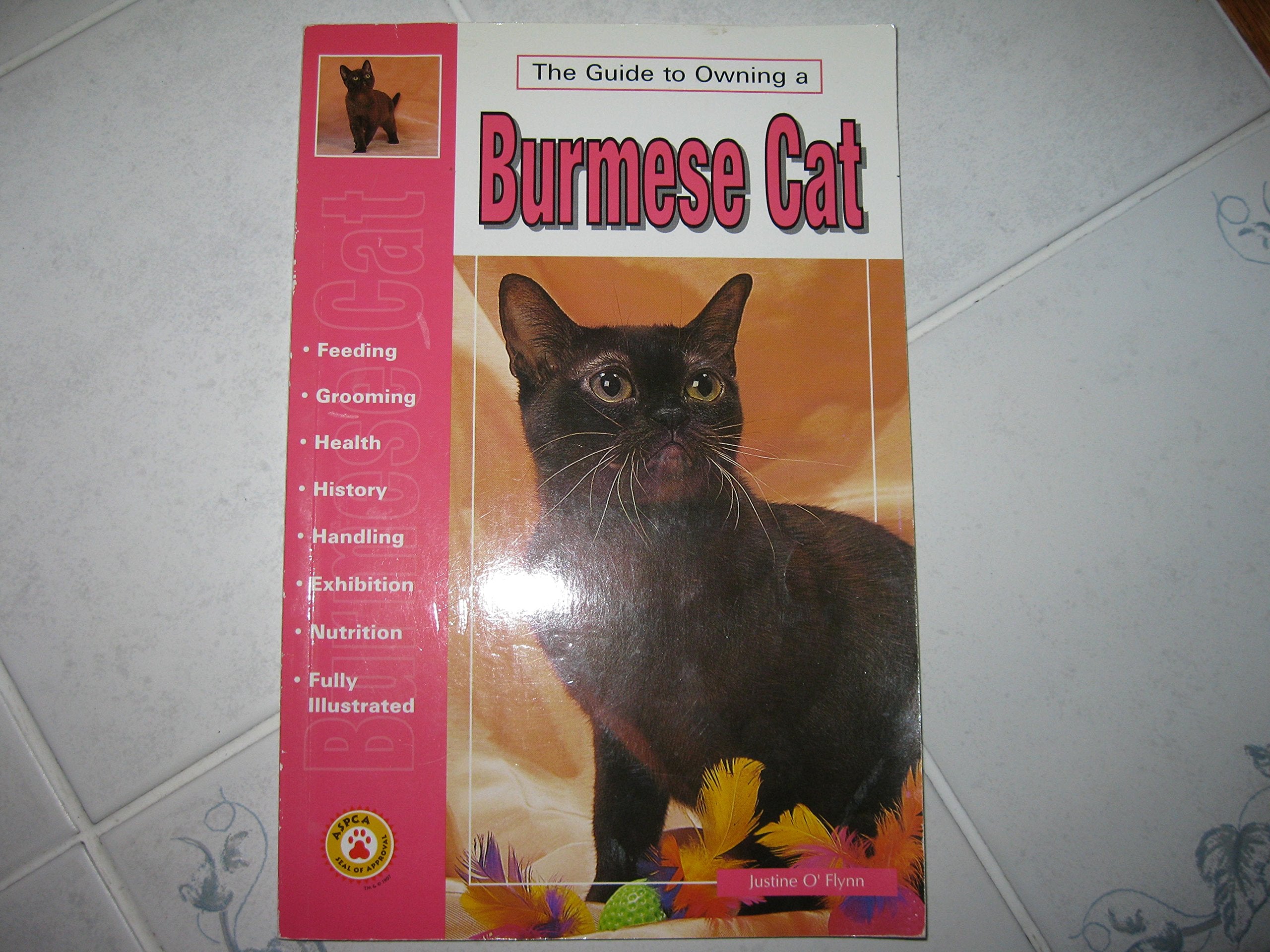 Guide to Owning a Burmese Cat