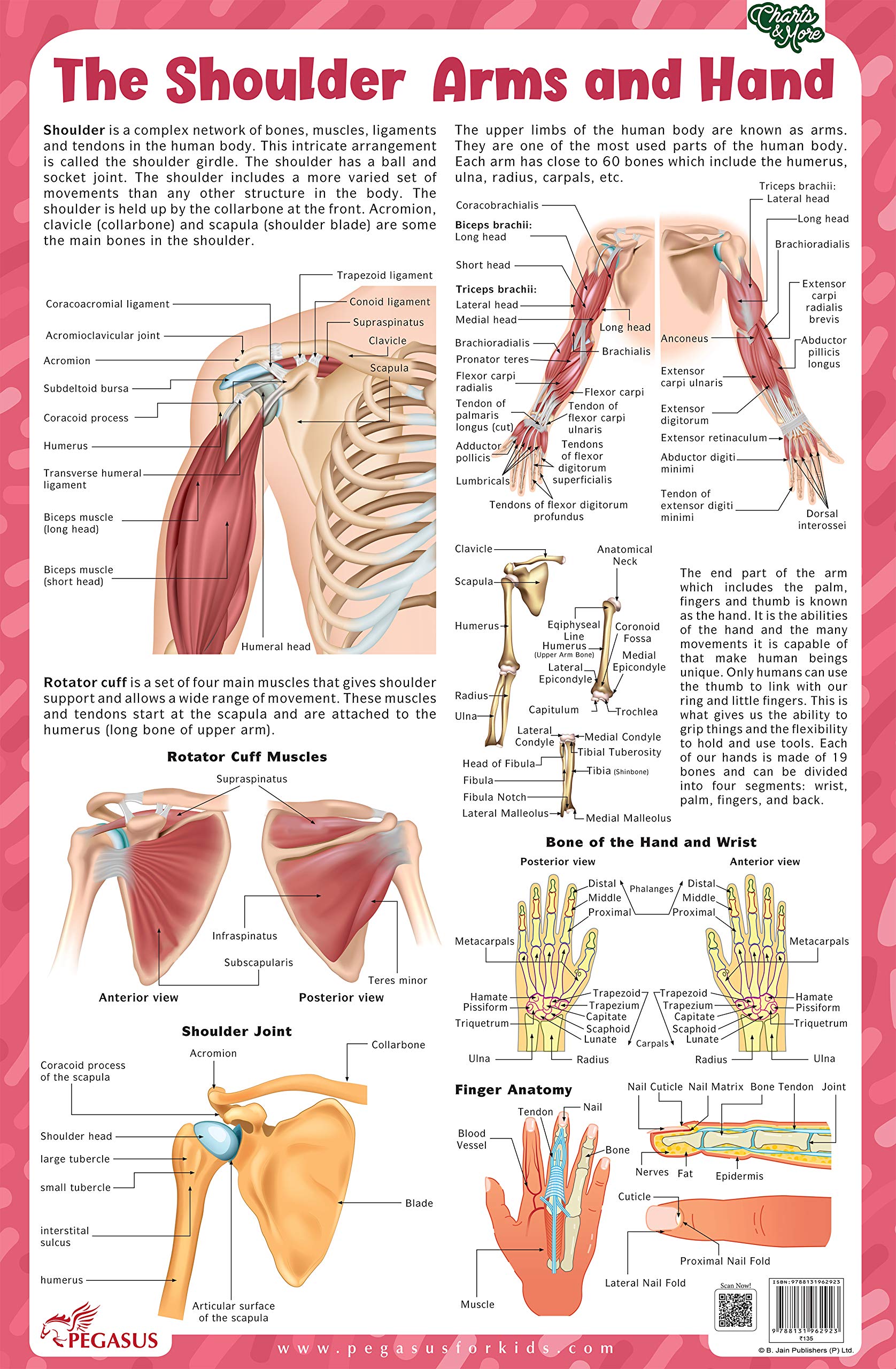 The Shoulder Arms And Hand - Thick Laminated Chart