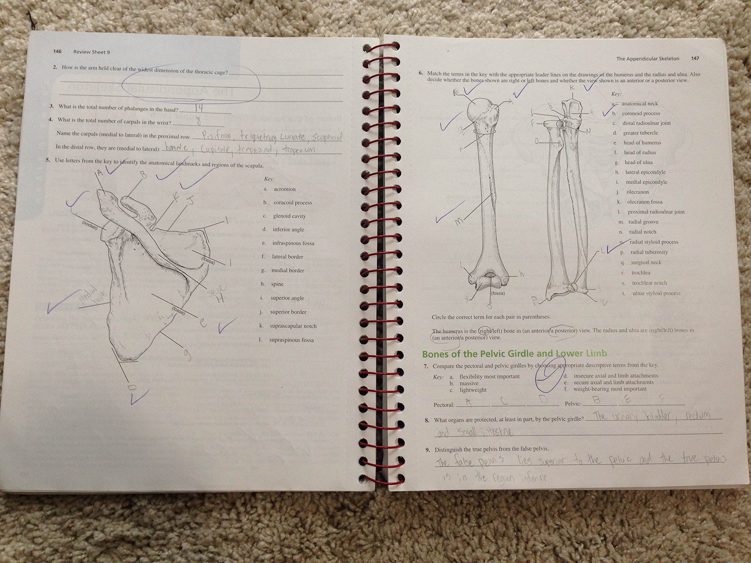 Pearson Human Anatomy Laboratory Manual with Cat Dissections, 7th Edition