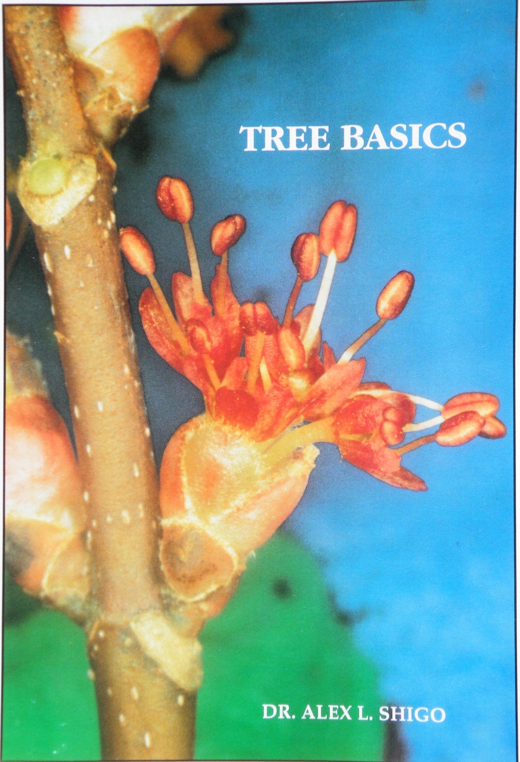 Tree Basics: What Every Person Needs To Know About Trees-used