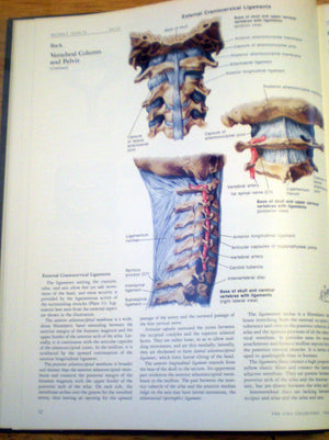 Musculoskeletal System, Part 1: Anatomy, Physiology, and Metabolic Disorders (NETTER COLLECTION OF MEDICAL ILLUSTRATIONS),Used