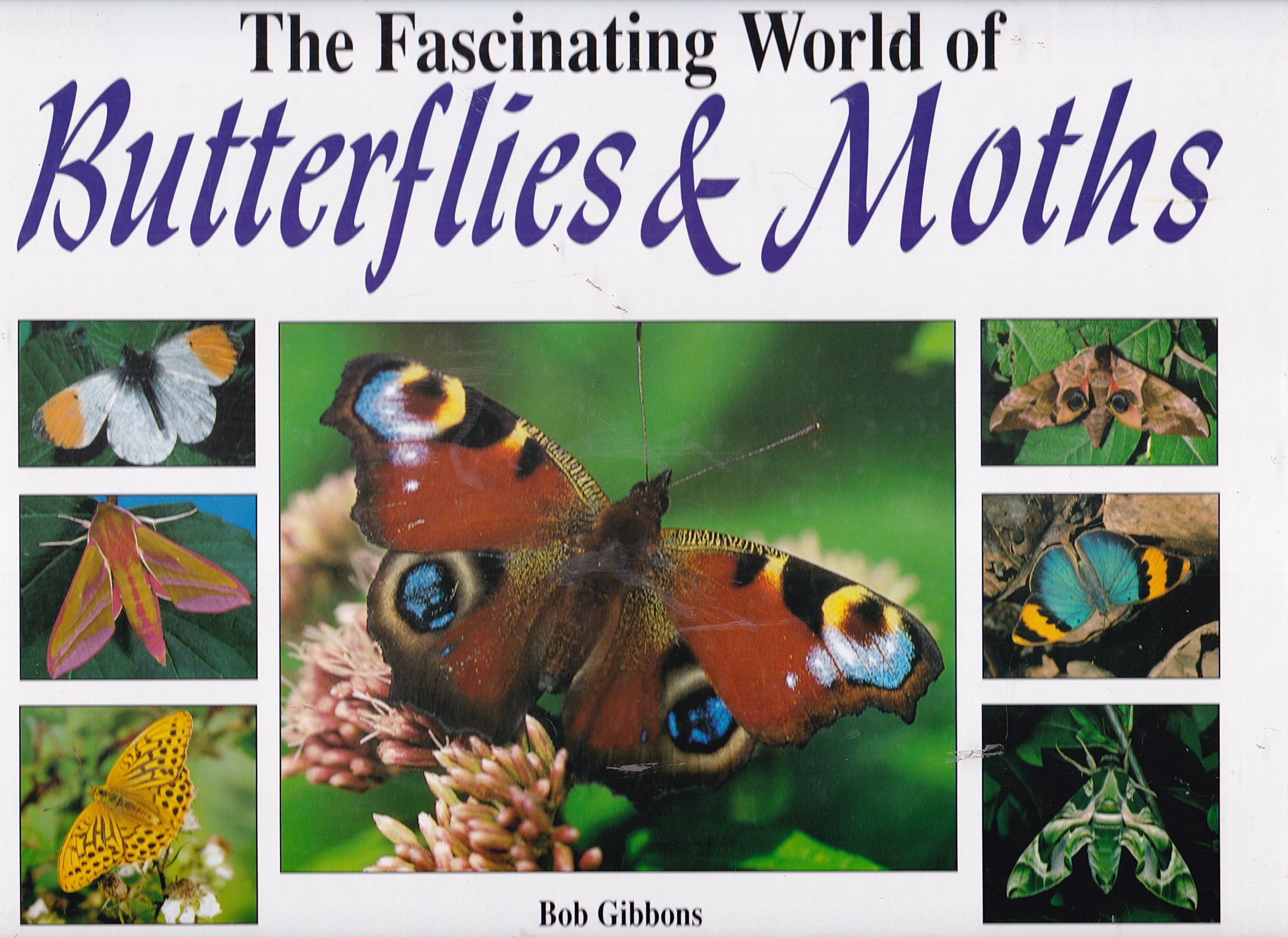 Fascinating World of Butterflies & Moths