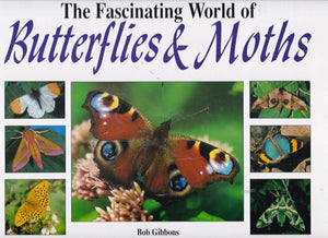 Fascinating World of Butterflies & Moths