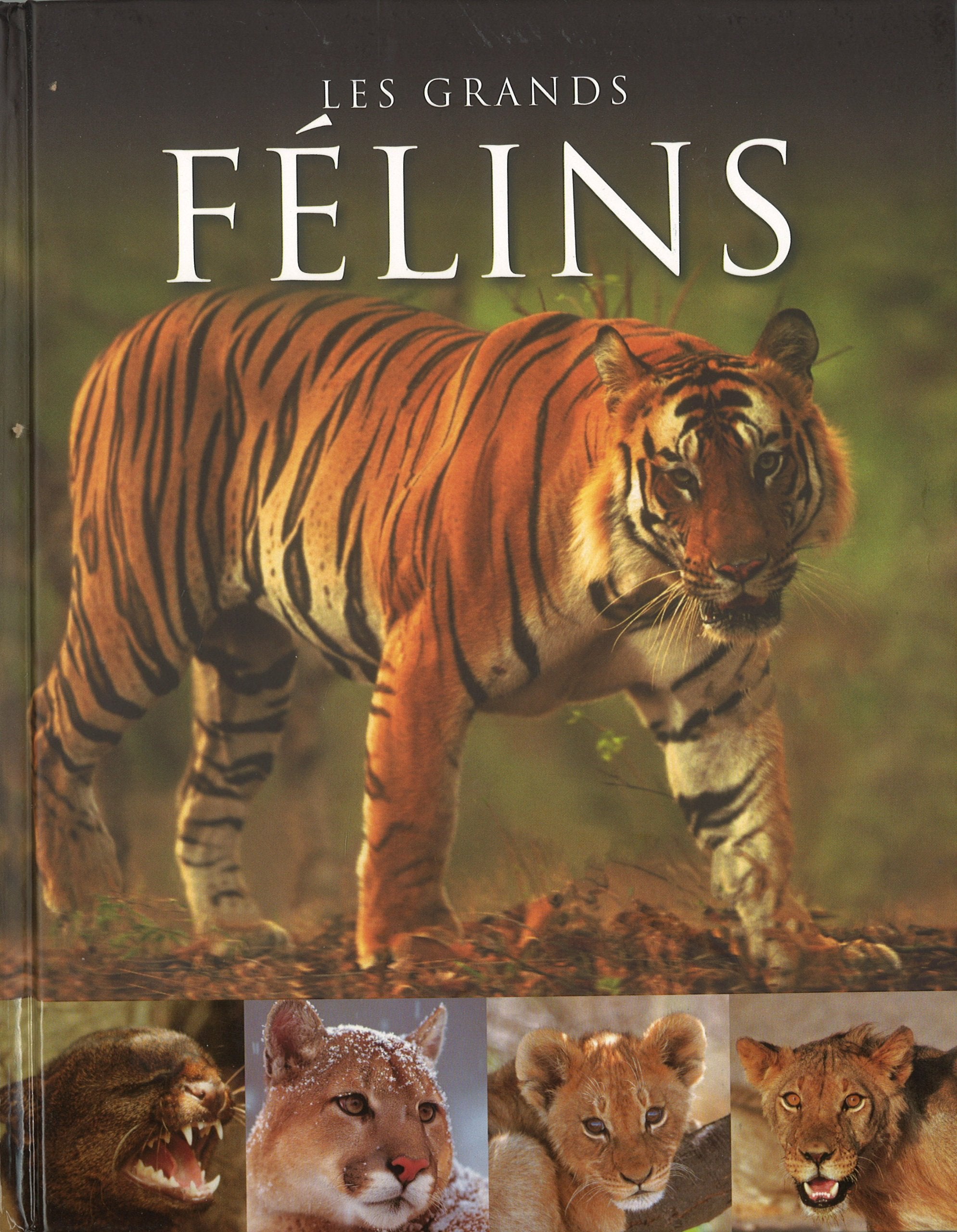 Les Grands Felins (French Edition),Used