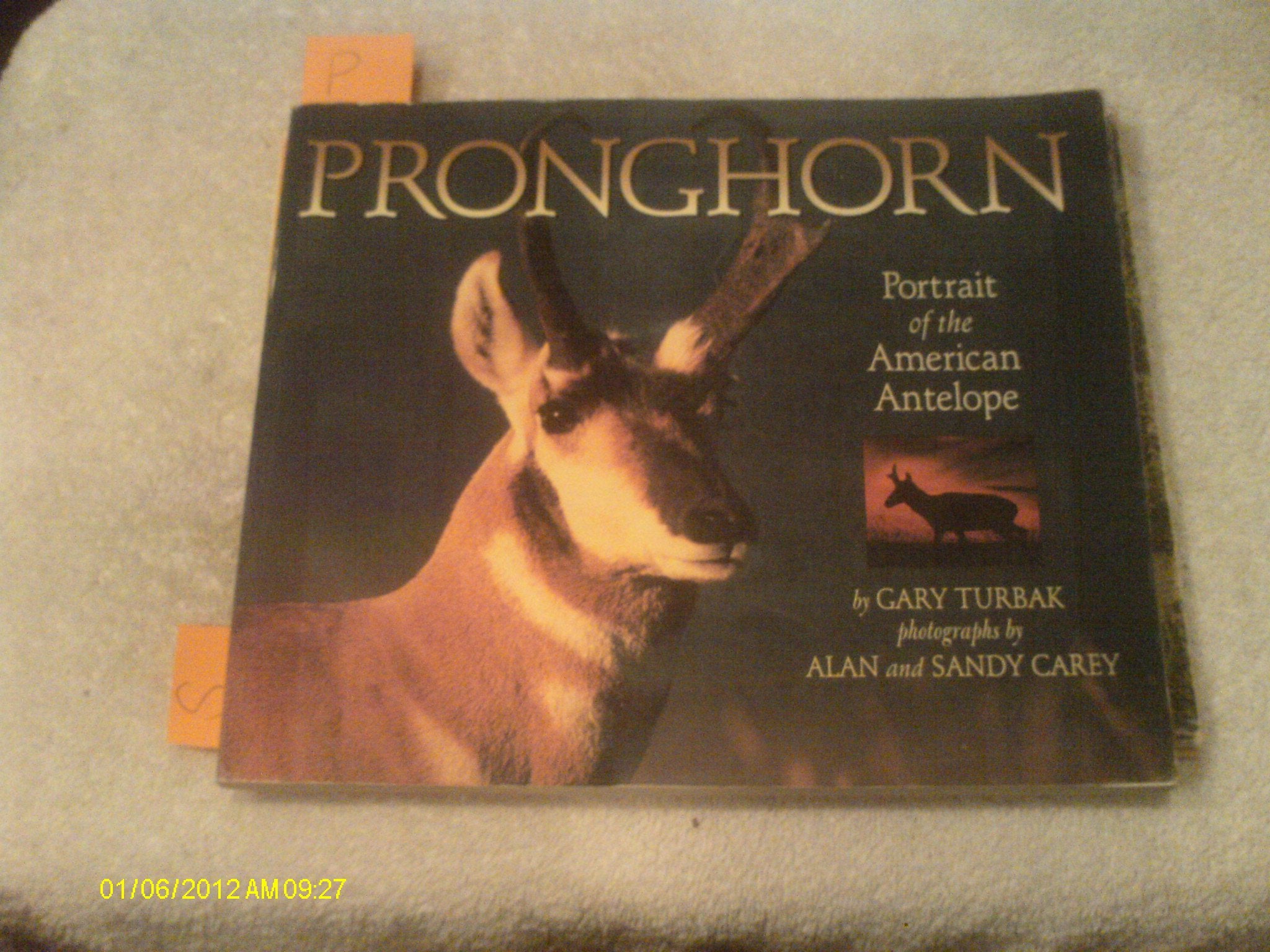 Pronghorn,Used