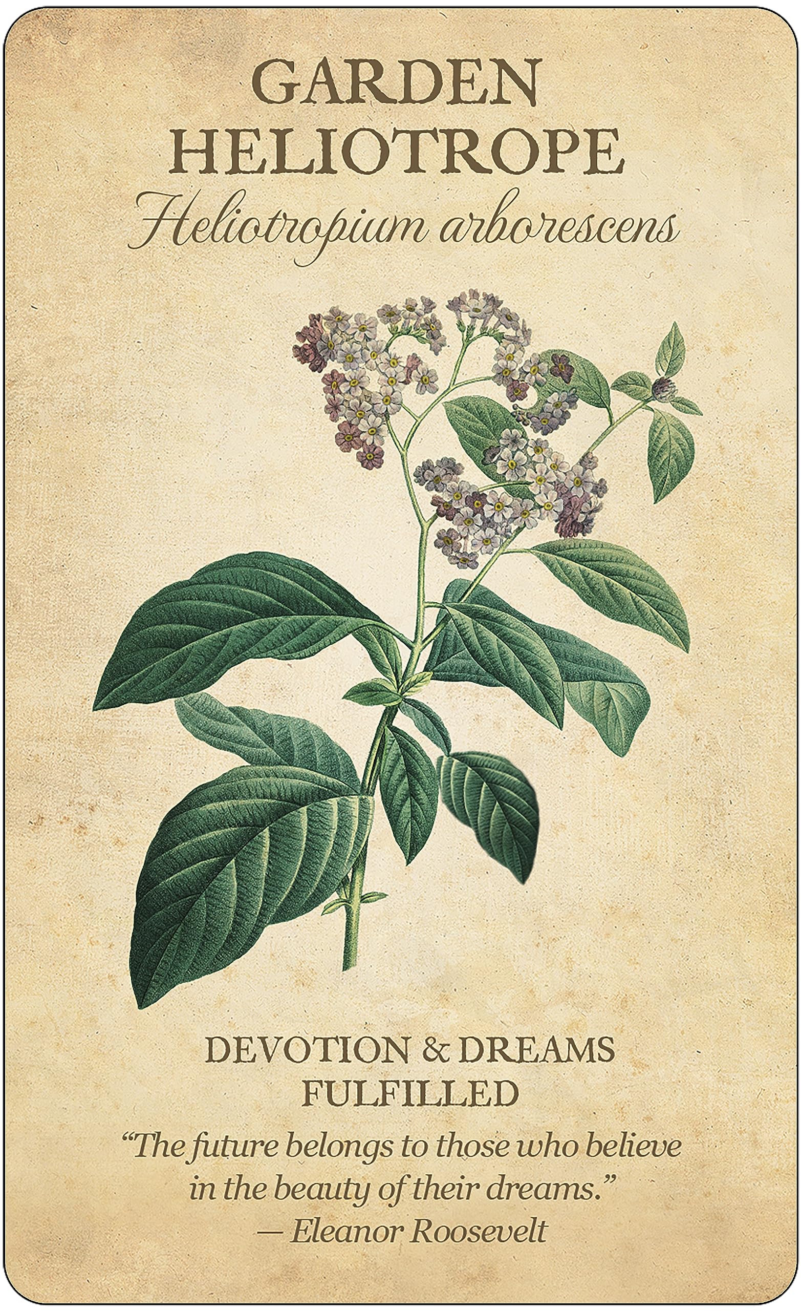 Botanical Inspirations Deck & Book Set,New