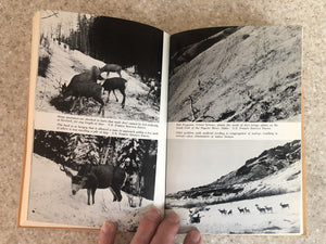 Shots at mule deer,Used