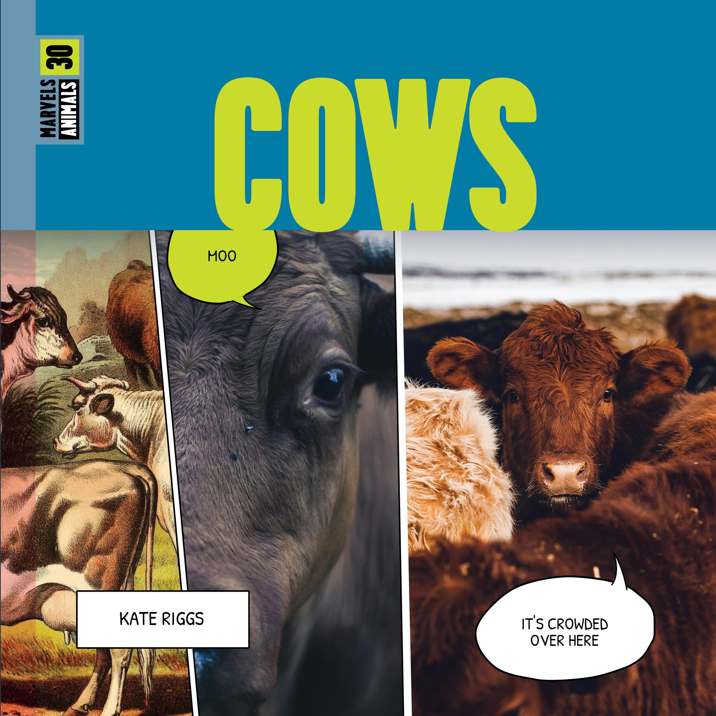 Cows