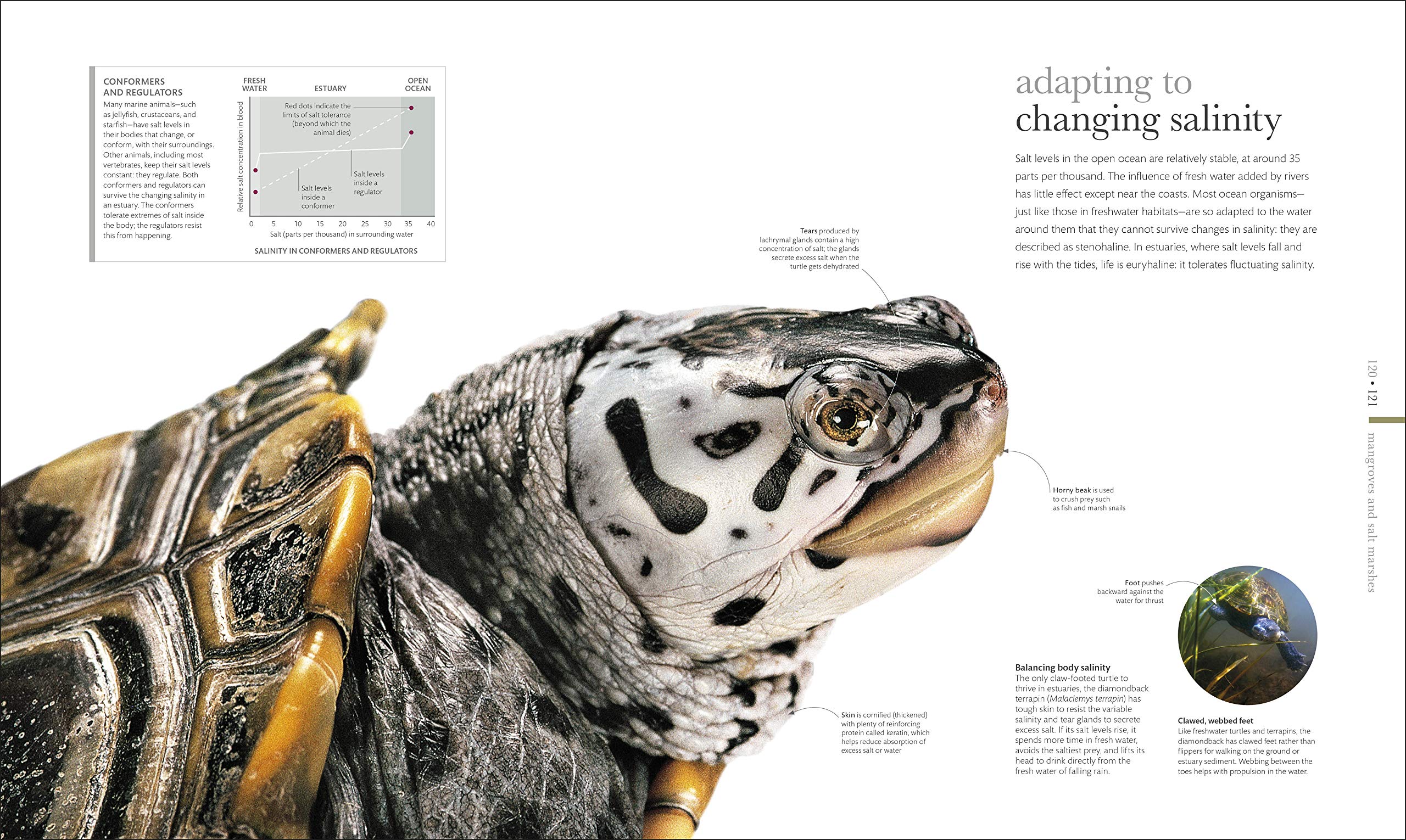 Oceanology: The Secrets Of The Sea Revealed (Dk Secret World Encyclopedias)-used