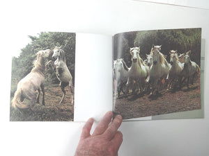 Horses of the Camargue,New