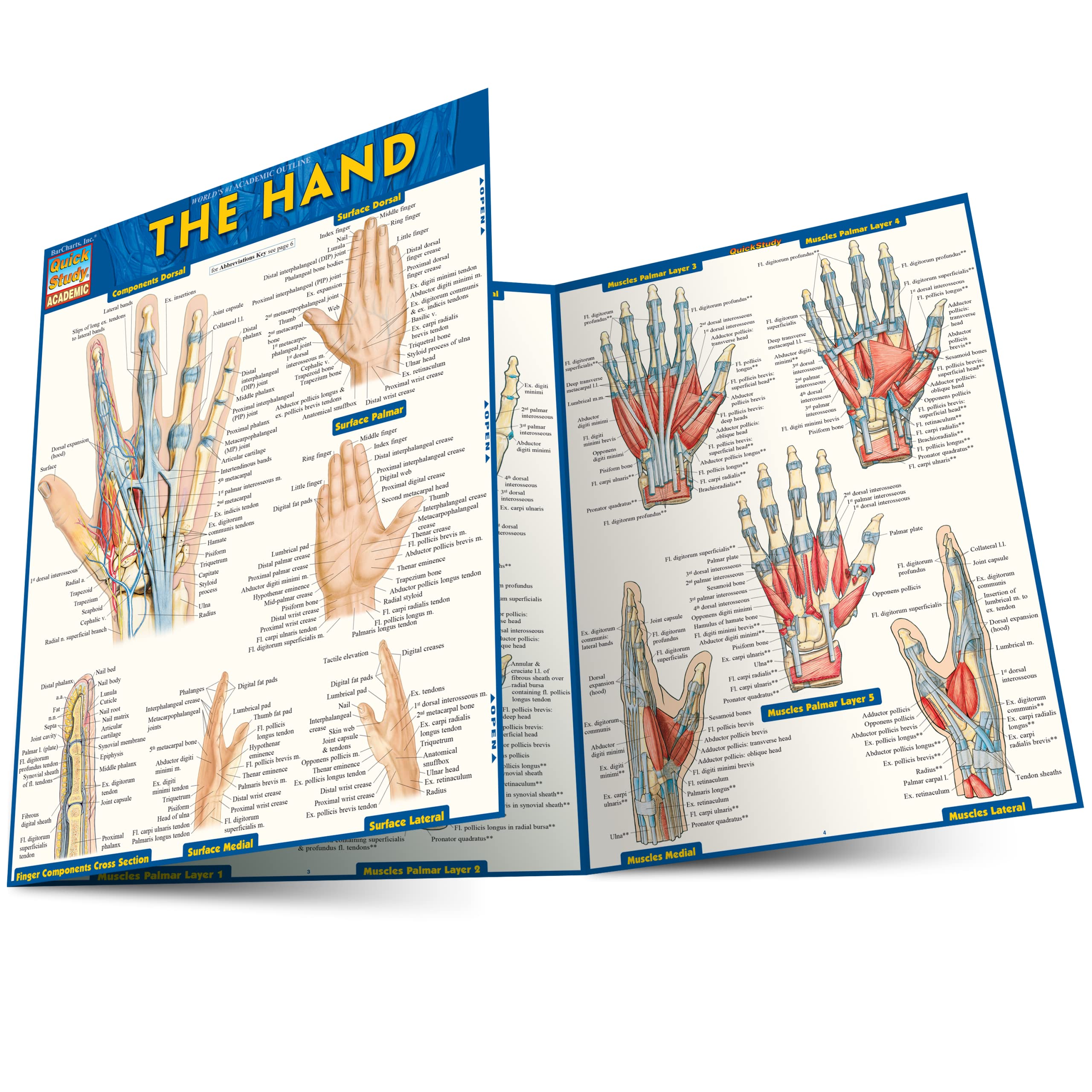 The Hand Quickstudy Laminated Reference Guide (Quickstudy Academic)