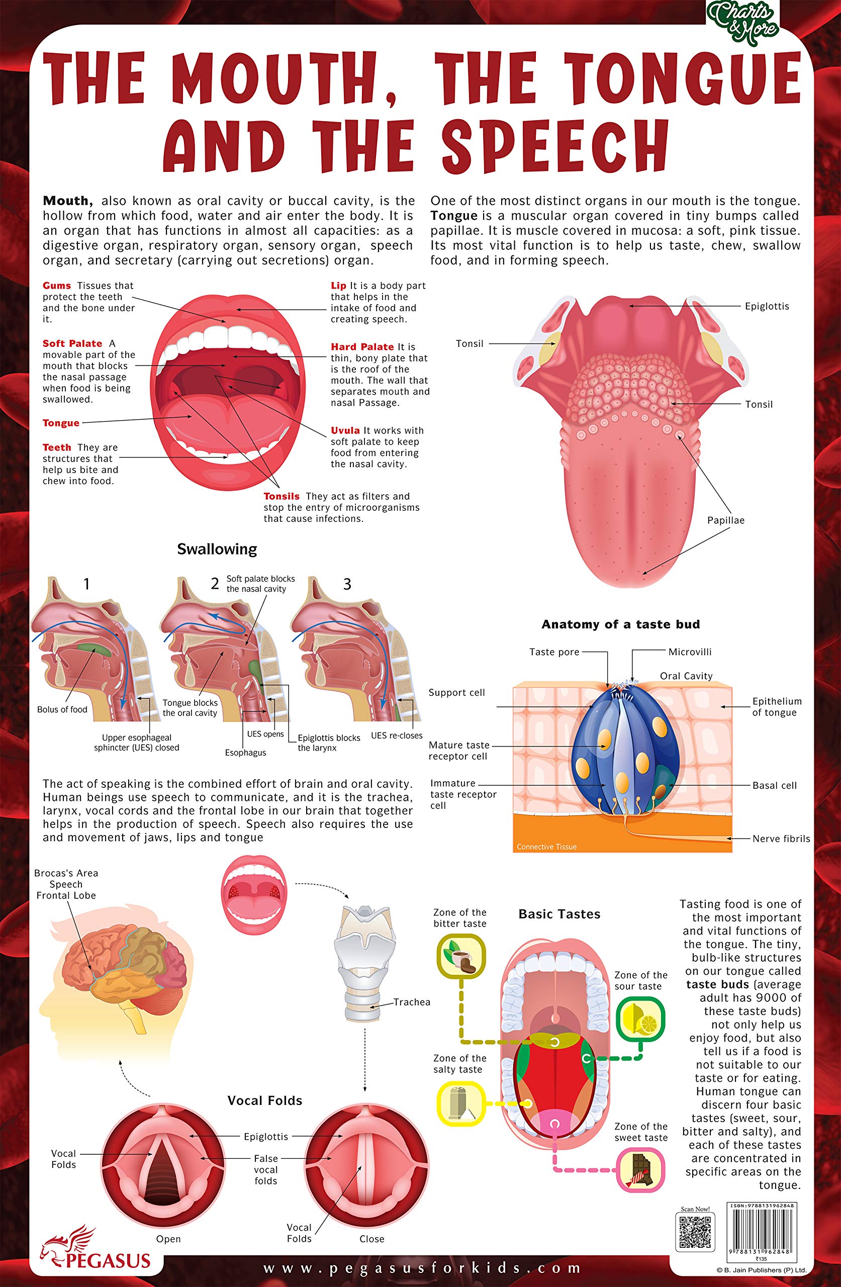 The Mouth, The Tongue And The Speech - Thick Laminated Chart