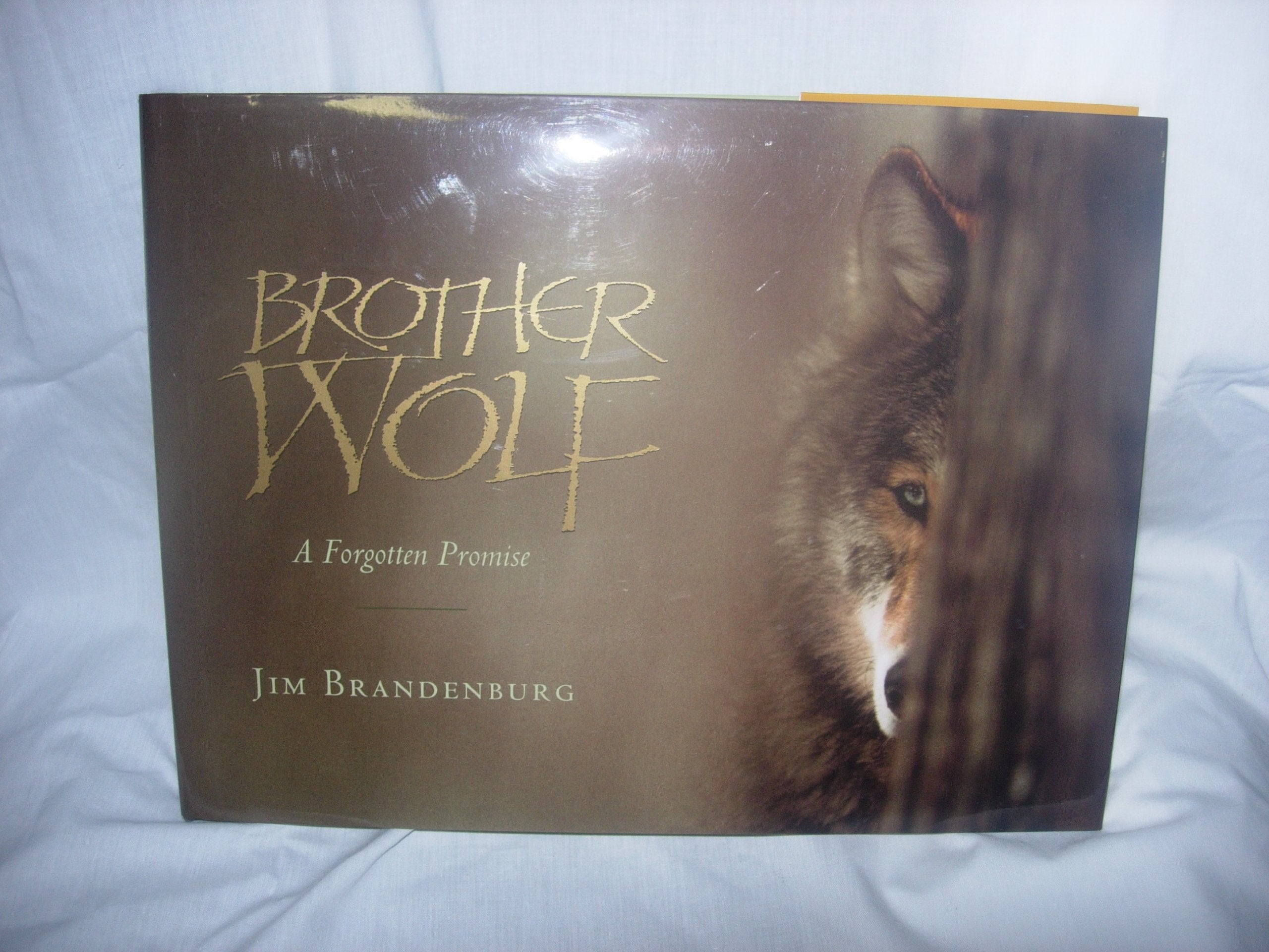 Brother Wolf: A Forgotten Promise,Used