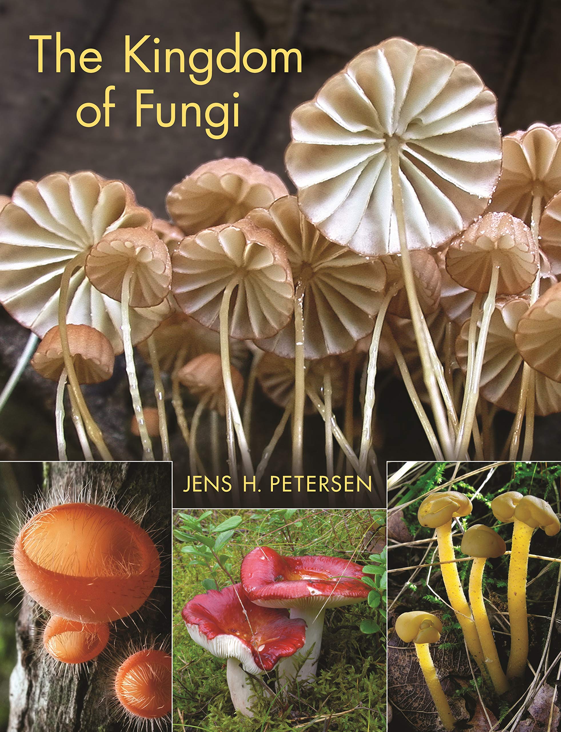 The Kingdom Of Fungi,Used