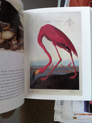 Amazing Rare Things /anglais,Used