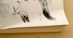 Drawing America s Wildlife: An Artist s Portfolio of North American Animals