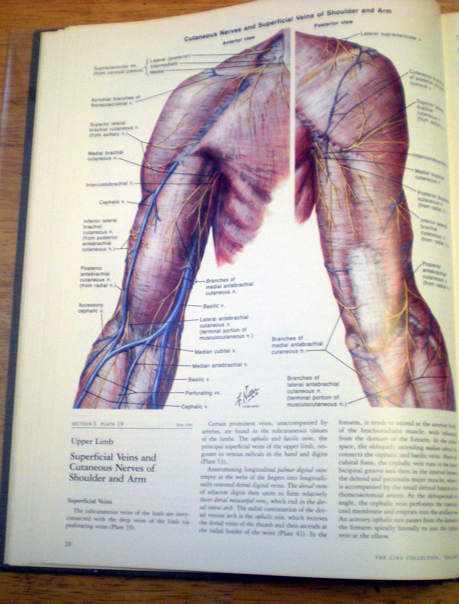 Musculoskeletal System, Part 1: Anatomy, Physiology, and Metabolic Disorders (NETTER COLLECTION OF MEDICAL ILLUSTRATIONS),Used