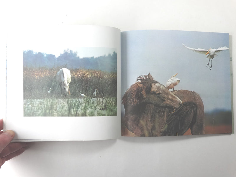 Horses of the Camargue,New
