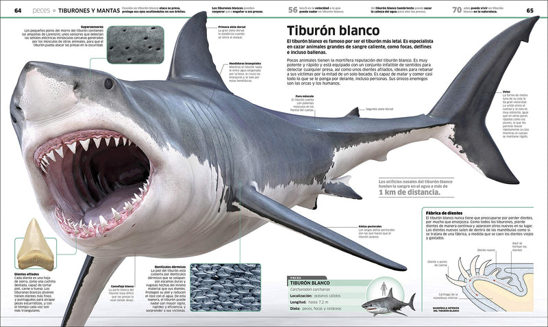 Animales (Knowledge Encyclopedia Animal!): El Reino Animal Como Nunca Lo Hab?As Visto (Dk Knowledge Encyclopedias) (Spanish Edit