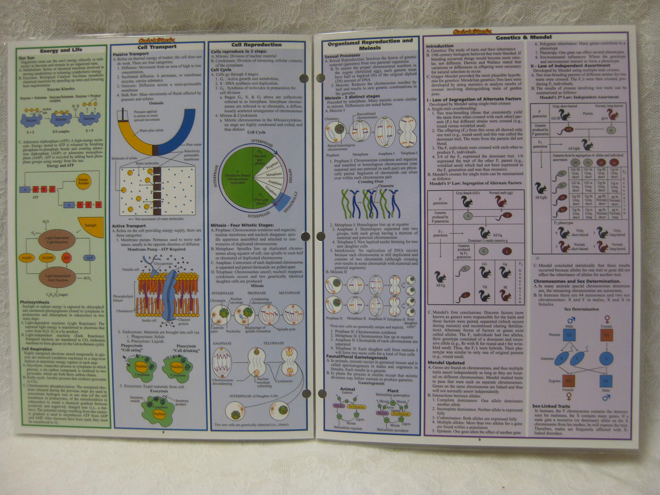 Biology (Quickstudy Reference Guides  Academic),Used