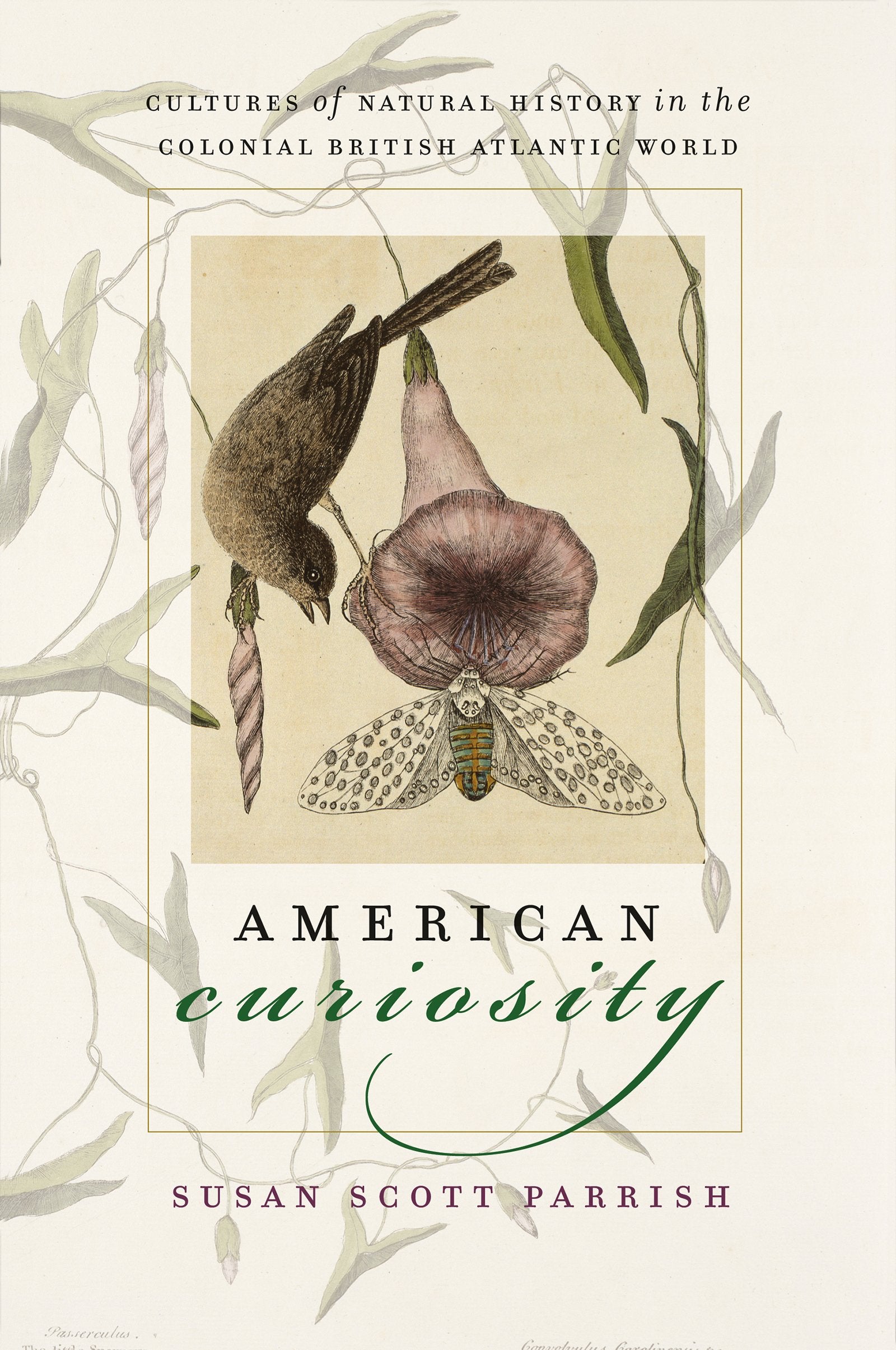 American Curiosity: Cultures Of Natural History In The Colonial British Atlantic World,Used