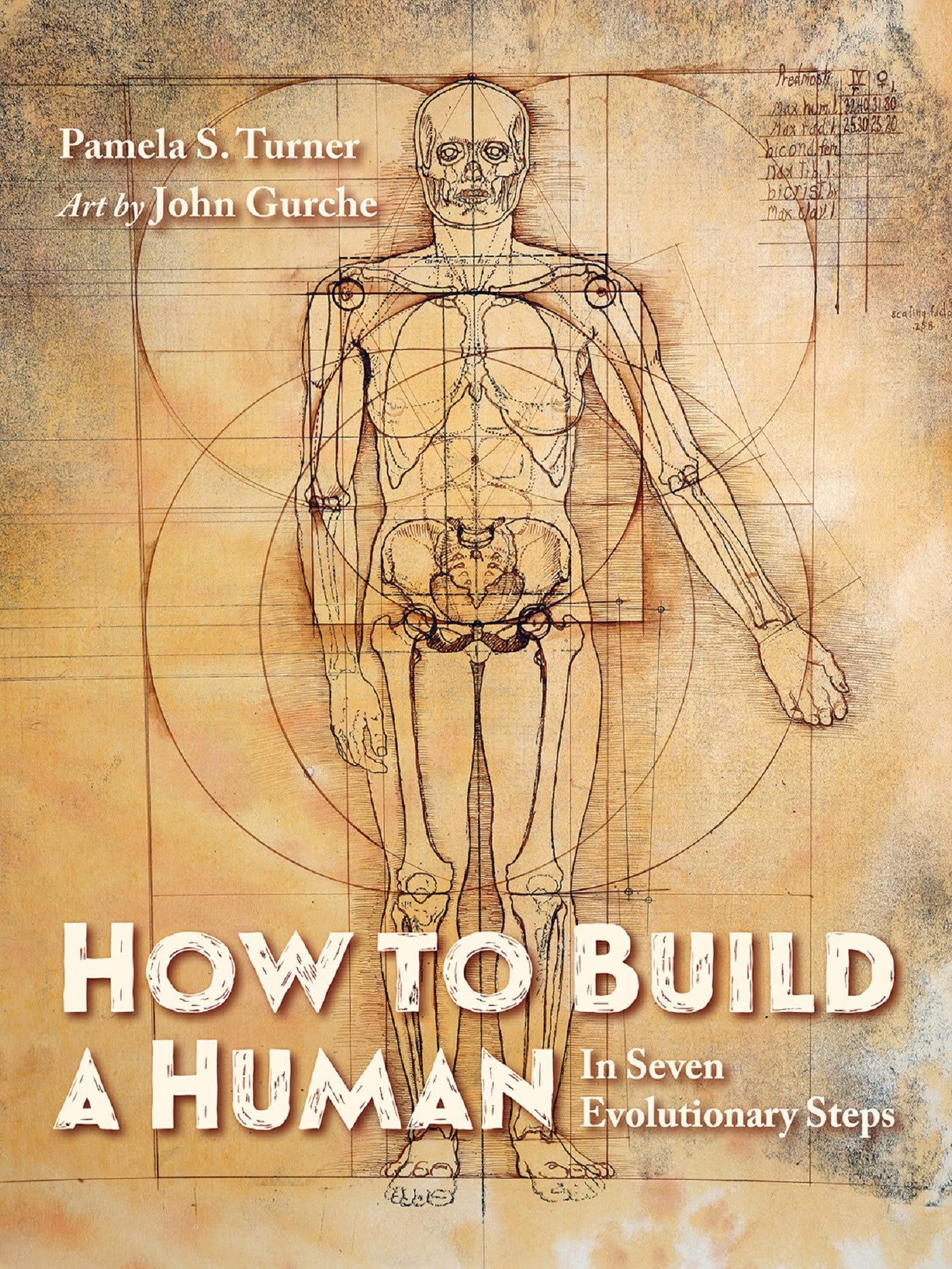 How To Build A Human: In Seven Evolutionary Steps,Used