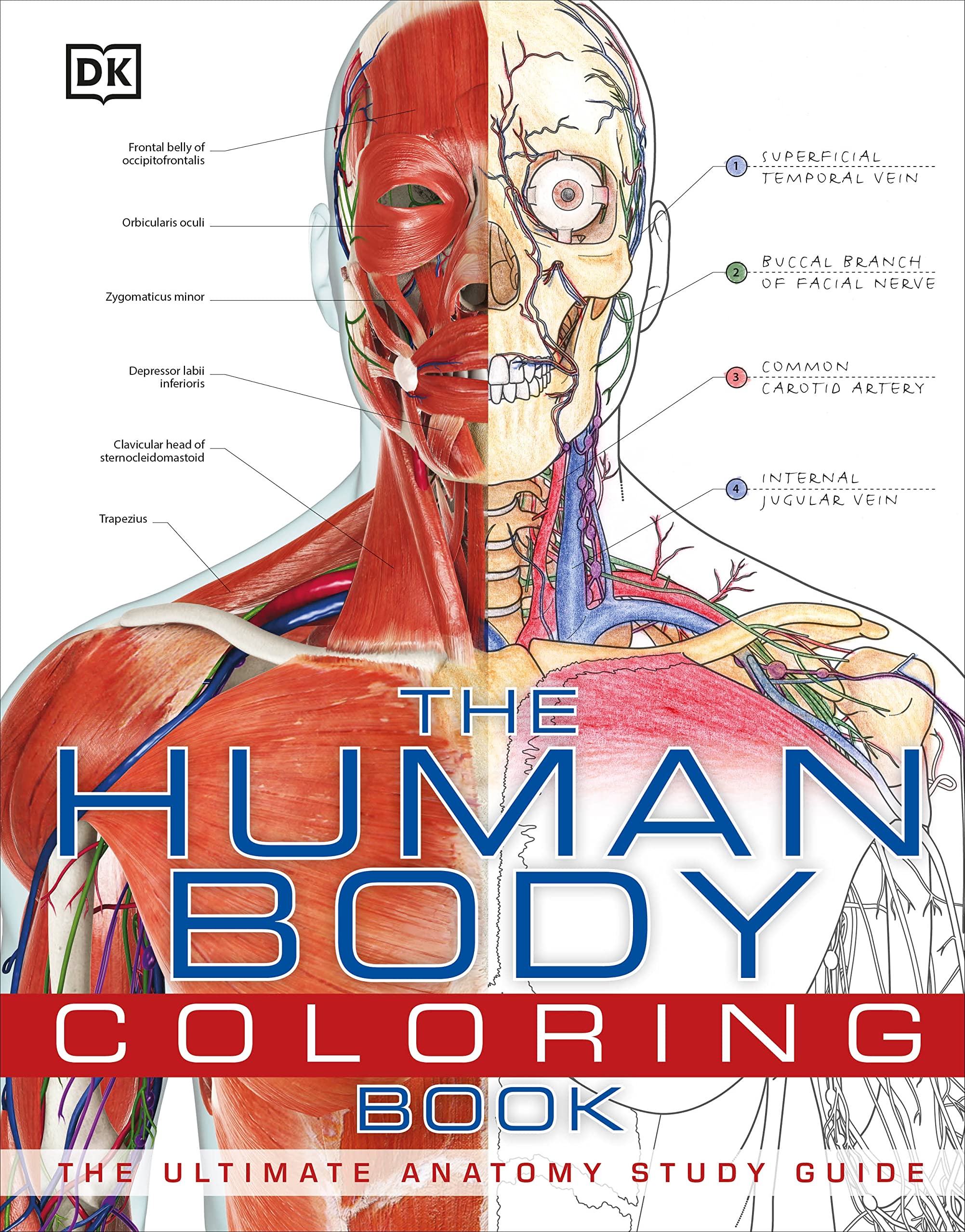 The Human Body Coloring Book: The Ultimate Anatomy Study Guide (Dk Human Body Guides),New