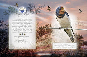 Little Book Of The Dawn Chorus,New